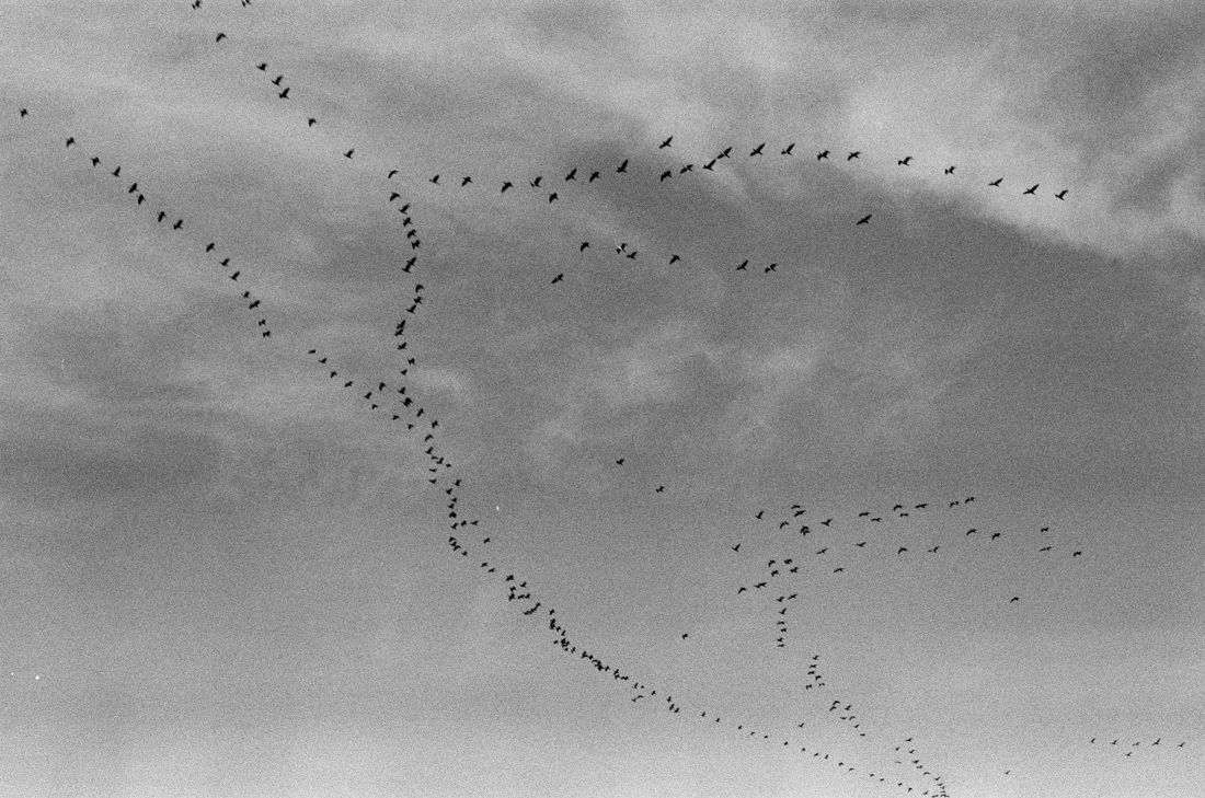 Birds flying in a long line across a grey sky